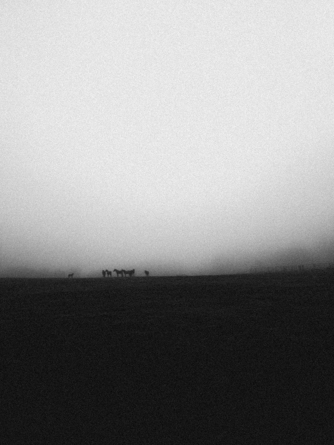 New Forrest. Hampshire, October 2025